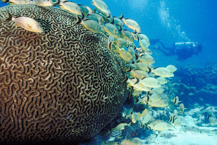This is an image of a SCUBA diver near coral reefs and reef fish. 